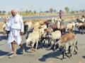 परराज्यातील मेंढ्या दाखल : - Marathi News | The sheep of the other states filed: | Latest nagpur News at Lokmat.com