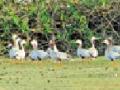 सिंभोरा परिसरात परदेशी पक्षी - Marathi News | Foreign birds in the Sinhora area | Latest amravati News at Lokmat.com