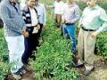 केंद्रीय चमूने केली मिरची पीक पाहणी - Marathi News | Central team to investigate kelly pepper crop | Latest yavatmal News at Lokmat.com