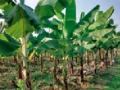 केळीची बाग बहरली : - Marathi News | Banana garden: | Latest chandrapur News at Lokmat.com