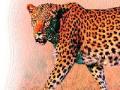 बिबट्याची दहशत कायम - Marathi News | Leopard panic continued | Latest pune News at Lokmat.com