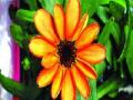 अंतराळात फुलले पहिले फूल! - Marathi News | The first flower blossomed in the sky! | Latest international News at Lokmat.com