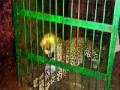 बिबट्या पिंजऱ्यात जेरबंद - Marathi News | Leopard cage | Latest pune News at Lokmat.com