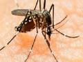 लैंगिक संबंधातून अमेरिकेत आला झिका व्हायरस - Marathi News | Zinc virus in the United States from sexual intercourse | Latest international News at Lokmat.com