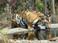 व्याघ्र प्रकल्पांत पाणवठ्यांवर ‘जागते रहो’ - Marathi News | 'Stay awake' on the water tigers in tiger projects | Latest amravati News at Lokmat.com