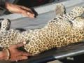 नाशिकमध्ये बिबट्या जेरबंद - Marathi News | The leopard is in Nashik | Latest maharashtra News at Lokmat.com