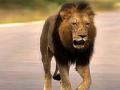 केनियाच्या नॅशनल पार्कमधून सहा सिंहांचे पलायन - Marathi News | Six lions escape from Kenya's National Park | Latest international News at Lokmat.com