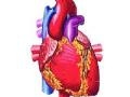 ऐन तारुण्यात वाढतोय हृदयविकाराचा धोका - Marathi News | An increased risk of a heart attack | Latest maharashtra News at Lokmat.com