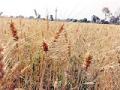 गव्हाच्या सोनेरी छटा... - Marathi News | The golden shade of wheat ... | Latest vardha News at Lokmat.com