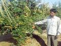 खडकाळ जमिनीवर फुलली डाळिंबाची बाग - Marathi News | Pomegranate garden full of rocks | Latest yavatmal News at Lokmat.com