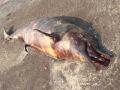 वसईत समुद्रकिनारी आढळला मृत डॉल्फीन - Marathi News | Dead dolphin found in Vasai beach | Latest maharashtra News at Lokmat.com