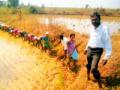 आंबोलीत सुधारित पद्धतीने भात लागवड - Marathi News | Improved rice cultivation in Ambooli | Latest chandrapur News at Lokmat.com