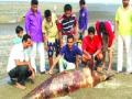 भुईगावच्या समुद्रकिनारी आढळले मृत डॉल्फीन - Marathi News | Dead dolphin found in the seaside of Bhuegaon | Latest navi-mumbai News at Lokmat.com