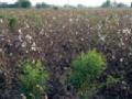 अकाली पावसामुळे झाडावरचा कापूस जमिनीवर - Marathi News | Due to untimely rains, the plant's cotton soil | Latest chandrapur News at Lokmat.com