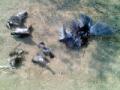 ४७ पक्ष्यांचा मृत्यू... - Marathi News | 47 birds die ... | Latest chandrapur News at Lokmat.com