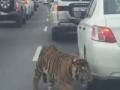ट्राफिक जाममध्ये वाघ अडकतो तेव्हा...! - Marathi News | When the tiger gets trapped in traffic jam ...! | Latest international News at Lokmat.com