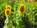 विक्रमगडमध्ये सूर्यफुलाचे वाढते उत्पन्न - Marathi News | Increasing yield of sunflower in Vikramgad | Latest thane News at Lokmat.com