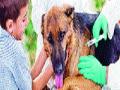 रेबीज लसीकरणासाठी २० लाखांचा निधी - Marathi News | 20 lakhs funds for rabies vaccination | Latest maharashtra News at Lokmat.com