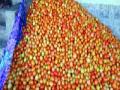 देवघरमध्ये टोमॅटोचे घेतले विक्रमी पीक - Marathi News | Record crop of tomatoes in Devgarh | Latest thane News at Lokmat.com