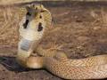 चीनमधल्या 'या' गावामध्ये कोब्रा, अजगर पाळीव प्राणी - Marathi News | In this 'village' of China, cobra, python pets | Latest international News at Lokmat.com