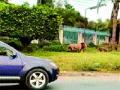 नैरोबीच्या रस्त्यावर सिंह - Marathi News | Lion on the road of Nairobi | Latest international News at Lokmat.com