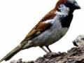 चिमण्यांचे अस्तित्व हरविले - Marathi News | The existence of sparrows was lost | Latest bhandara News at Lokmat.com