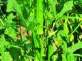 भेंडी उत्पादकांच्या ३० कंपन्या - Marathi News | 30 companies of okra producers | Latest maharashtra News at Lokmat.com