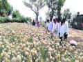 कांदाबीज उत्पादनात ९0 टक्के घट - Marathi News | 90% reduction in onion production | Latest buldhana News at Lokmat.com