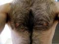 शरीरावर दाट केस जास्त बुद्धीमत्तेच निदर्शक - Marathi News | Dense hair on the body is more intelligent than the indicator | Latest international News at Lokmat.com
