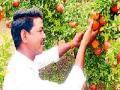 माळरानावर फुलविली डाळिंबाची बाग ! - Marathi News | Flourish pomegranate garden! | Latest maharashtra News at Lokmat.com