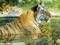 व्वा रे शेर : - Marathi News | Wwa Ray Lion: | Latest nagpur News at Lokmat.com