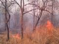 यवतमाळच्या टिपेश्वर अभयारण्यात भीषण आग - Marathi News | Heavy fires in Yavatmal's Tipeshwar Wildlife Sanctuary | Latest maharashtra News at Lokmat.com