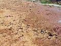भीमा नदीचा बंधारा कोरडा - Marathi News | The Bheema river bundles dry | Latest pune News at Lokmat.com