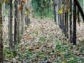 गरज संवर्धनाची : - Marathi News | Need Conservation: | Latest nagpur News at Lokmat.com