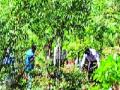 दोन कोटी झाडे लागवडीचा शासनाचा उपक्रम - Marathi News | Government program of cultivating two crore plants | Latest thane News at Lokmat.com