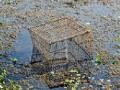 गोसेखुर्दवर मत्स्य माफियांचे जाळे - Marathi News | Fishery Mafia Network at Gosekhurd | Latest nagpur News at Lokmat.com