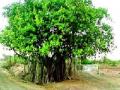 खोरमधील झाड झाले सावलीचा आधार - Marathi News | Tree in shade becomes shadow base | Latest pune News at Lokmat.com