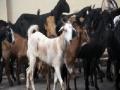 चार शेळ्यांना क्रूरपणे मारले - Marathi News | He killed four goats cruelly | Latest pune News at Lokmat.com
