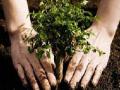 ठाण्यात यापुढे झाडे तोडण्यावर बंदी - Marathi News | Ban on trees now in Thane | Latest maharashtra News at Lokmat.com