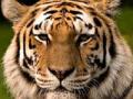 डोणी जंगलात वाघ आढळला मृतावस्थेत - Marathi News | Tigers found in the desert forests | Latest maharashtra News at Lokmat.com