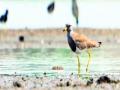 अकोल्यात प्रथमच आढळला ‘ग्रे हेडेड लॅपविंग’ - Marathi News | 'Gray-headed lapwing' found in Akola for the first time | Latest akola News at Lokmat.com