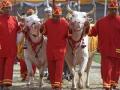 थायलंड - पवित्र बैलांनी वर्तवला चांगल्या पावसाचा अंदाज - Marathi News | Thailand - Holy bulls have predicted good rainfall | Latest international News at Lokmat.com