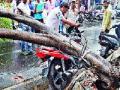वादळी पावसामुळे पडली झाडे - Marathi News | Trees caused by windy rain | Latest pune News at Lokmat.com