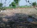 पक्ष्यांची पाण्यासाठी शेताच्या बांधावर धाव : - Marathi News | Runs on the farm bunds for birds' water: | Latest gadchiroli News at Lokmat.com