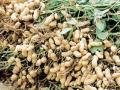 भुईमूग दरात २०० रुपये तफावत - Marathi News | Groundnut rates vary by Rs 200 per quintal | Latest yavatmal News at Lokmat.com