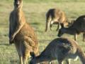 दोन हजार कांगारूंना आॅस्ट्रेलिया संपवणार - Marathi News | Australia to finish two thousand kangaroo | Latest international News at Lokmat.com