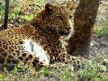 ‘फणसाड’ अभयारण्यात वाढली बिबट्यांची संख्या - Marathi News | Number of leopards grown in 'Phanasad' sanctuary | Latest maharashtra News at Lokmat.com