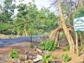 इमारती सागवान दाखविले जळाऊ - Marathi News | Buildings show firewood | Latest nagpur News at Lokmat.com