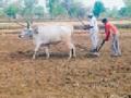 पहाटेपासूनच सुरू होतात शेतीची कामे - Marathi News | From the dawn starts the farm work | Latest gadchiroli News at Lokmat.com