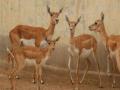 मयूरेश्वर अभयारण्यात चिंकारा हरणांची संख्या वाढली - Marathi News | In the Mayureshwar sanctuary the number of chinkara deer is increased | Latest maharashtra News at Lokmat.com